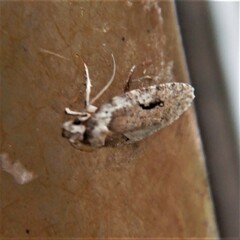 Agonopterix pulvipennella