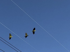 Amazona viridigenalis