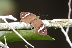 Adoliadini