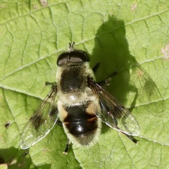 Eristalis anthophorina