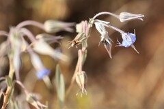 Trichodesma zeylanicum