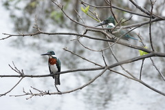 Chloroceryle amazona