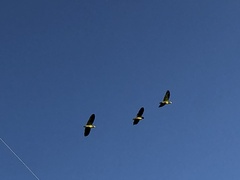 Amazona viridigenalis