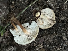 Lentinellus micheneri