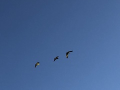 Amazona viridigenalis