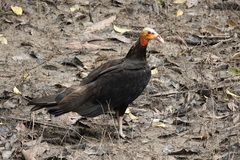 Cathartes burrovianus