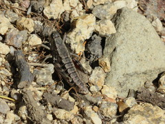 Buckellacris chilcotinae