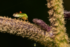 Erythraeoidea