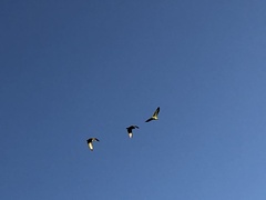 Amazona viridigenalis