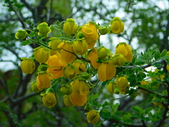 Senna wislizeni