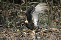 Cathartes burrovianus