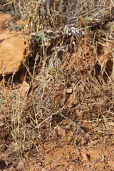 Trichodesma zeylanicum