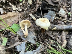 Lentinellus micheneri