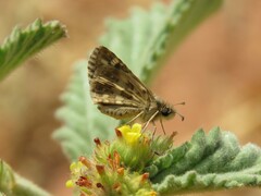 Burnsius orcynoides