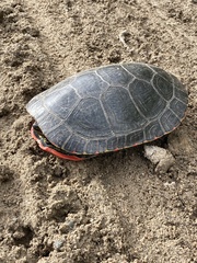 Chrysemys picta bellii