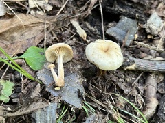 Lentinellus micheneri