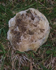 Ostreoidea