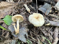 Lentinellus micheneri