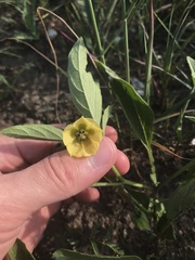 Physalis virginiana