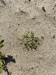 Cyperus subsquarrosus