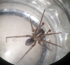 Inermocoelotes inermis