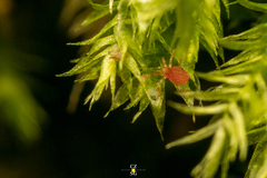 Acariformes