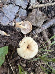 Lentinellus micheneri