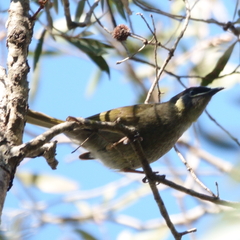 Meliphaga lewinii