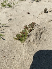 Cyperus subsquarrosus