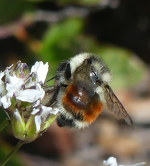Bombus bifarius