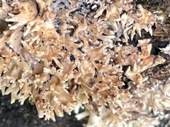 Agaricomycotina
