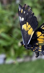 Catasticta teutila
