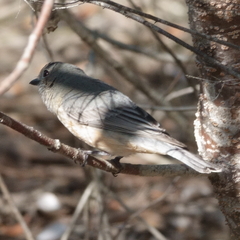 Pachycephala rufiventris
