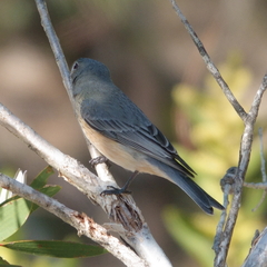 Pachycephala rufiventris