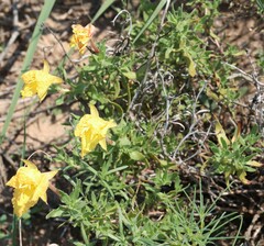 Oenothera hartwegii