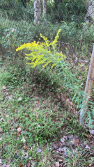 Solidago altissima