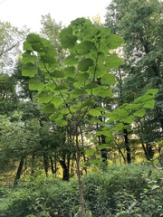 Paulownia tomentosa