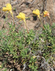 Oenothera hartwegii