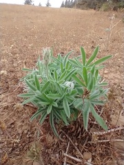 Lupinus sericeus