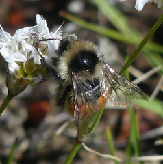 Bombus bifarius