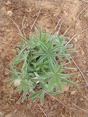 Lupinus sericeus