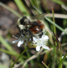 Bombus bifarius