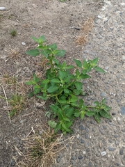 Solanum physalifolium