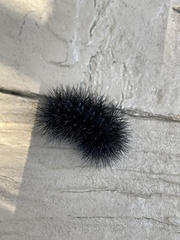 Hypercompe scribonia