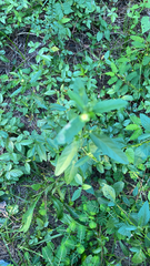 Sida rhombifolia