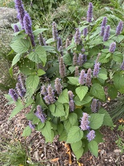 Agastache