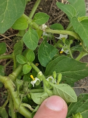 Solanum physalifolium