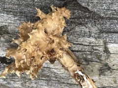 Agaricomycotina