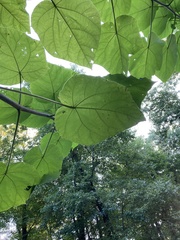 Paulownia tomentosa