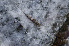 Archaeognatha